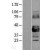 Western Blot: Connexin 43 / GJA1 Lysate [NBL1-11086] - Western Blot experiments. 
Left-Control; Right -Over-expression Lysate for GJA1